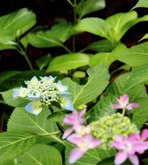 長野長谷寺の紫陽花15 長野長谷寺の紫陽花15の写真