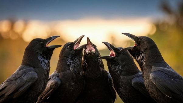 カラス_鳴く5羽 カラス_鳴く5羽の写真