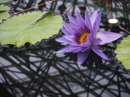 水に浮かぶ紫の花 水に浮かぶ紫の花の写真