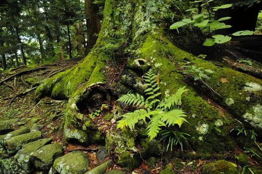 苔むした古木 苔むした古木 苔,古木,シダの写真素材