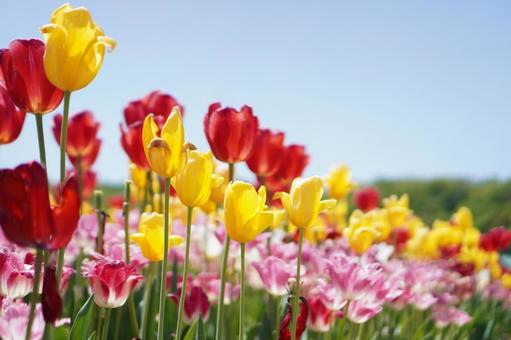 Colorful tulips blooming in a spring flower field 3, JPG Colorful tulips blooming in a spring flower field 3, JPG