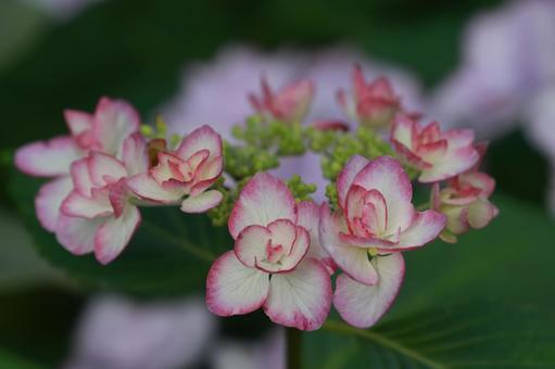 ガクアジサイ ガクアジサイ,アジサイ,花の写真素材