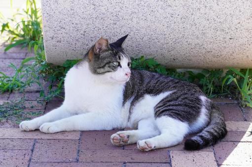 ねこ ねこの写真