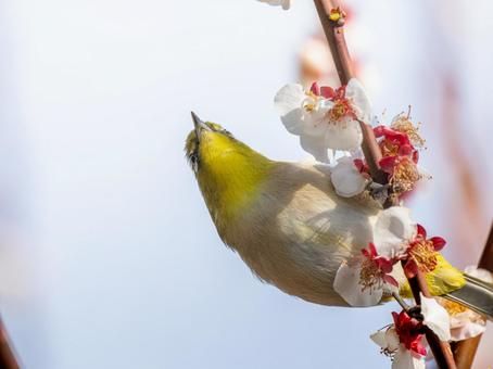梅の花とメジロ・ウメジロー 梅の花とメジロ・ウメジローの写真