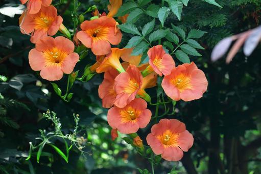 掛在森林裡的一棵樹上, JPG 掛在森林裡的一棵樹上, novy kazura, campbell flower, flower, JPG