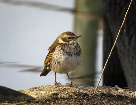 水辺に佇むツグミ 水辺に佇むツグミ ツグミ,鶫,野鳥の写真素材