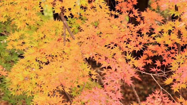 11月の河口湖もみじ回廊の紅葉 紅葉,秋,もみじの写真素材