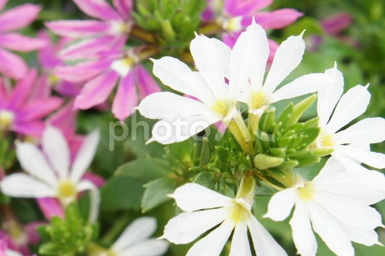花 白い  白,花,春の写真素材