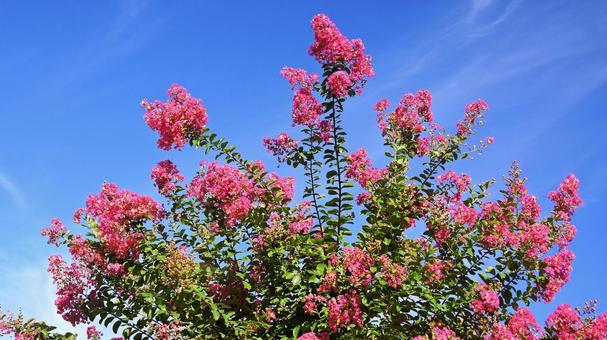 Photo, crisp berry, pink, salmon pink, 