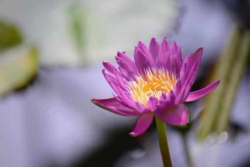 蓮の花♪ 蓮の花♪の写真
