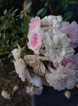 バラ バラ バラ,薔薇,ローズの写真素材