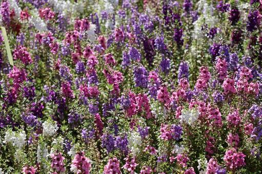 カラフルな色の満開のルピナスの花の花壇 カラフルな色の満開のルピナスの花の花壇の写真