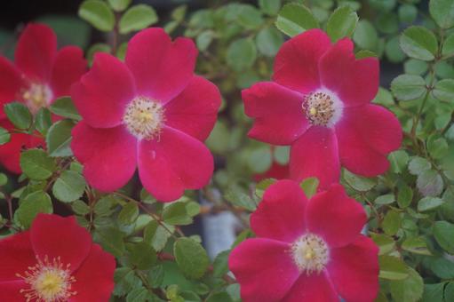 薔薇 薔薇の写真