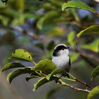エナガ エナガ エナガ,野鳥,鳥の写真素材