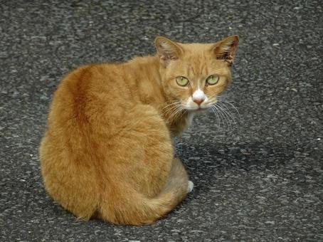 振り返る猫 振り返る猫 猫,ネコ,のらねこの写真素材