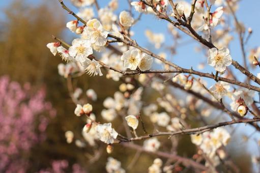 Photo, cherry tree, cherry blossoms, flower, 