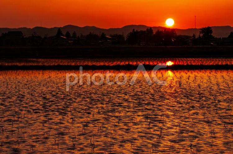 夕暮れ時の水田 水田,反射,夕方の写真素材