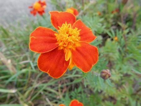 【花の写真】マリーゴールドの写真