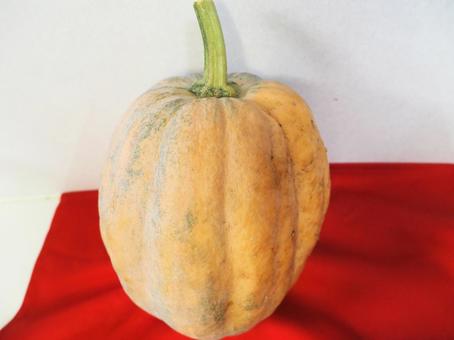 かぼちゃ かぼちゃの写真