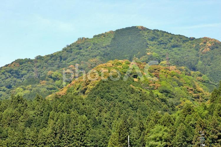 新緑の山 新緑,山,初夏の写真素材