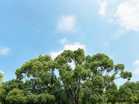 公園の木々と穏やかな青空の写真