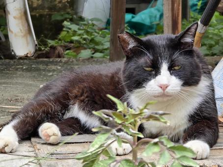 民家の庭先の猫 民家の庭先の猫 猫,ネコ,地域猫の写真素材