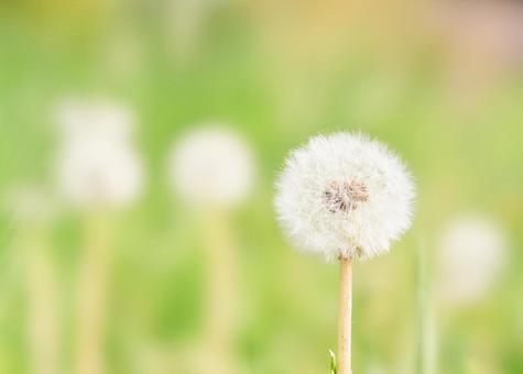 緑背景ふんわり温かみのあるタンポポの綿毛 タンポポ,綿毛,素材の写真素材