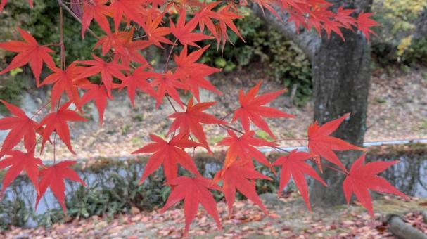 紅葉-127 もみじ,秋色,秋イメージの写真素材