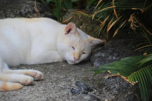 ねこ 箱座り,飼い猫,家猫の写真素材