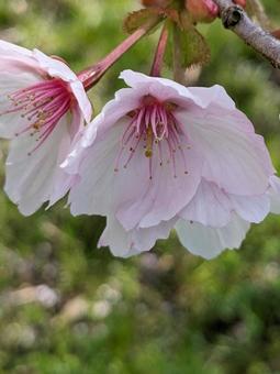 桜 花 桜 花の写真