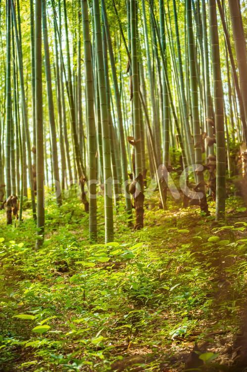 嵐山 【竹林の小径】57 嵐山,京都,観光の写真素材