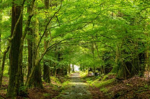 新緑の山道 新緑の山道の写真
