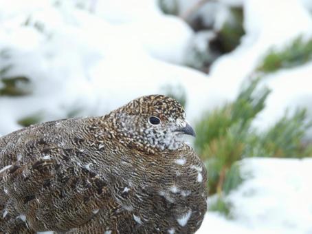 御嶽山初冠雪での雌のライチョウの写真