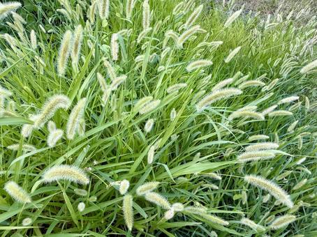 ネコジャラシ ネコジャラシ ネコジャラシ,雑草,草の写真素材