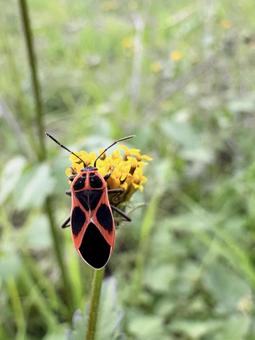 ジュウジナガカメムシ 05 十字長亀虫,ジュウジナガカメムシ,花の写真素材
