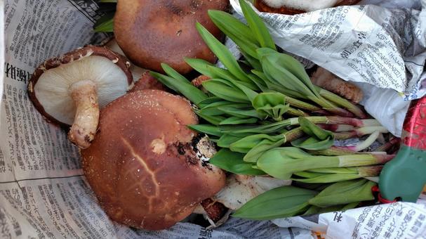 椎茸と行者ニンニク 椎茸,きのこ,キノコ狩りの写真素材