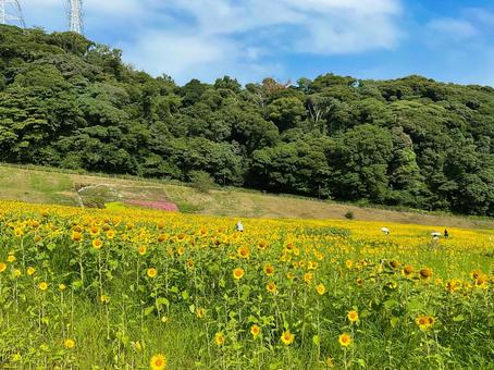 くりはま花の国 8月のひまわり畑 くりはま花の国 8月のひまわり畑 向日葵畑,ヒマワリ,花畑の写真素材