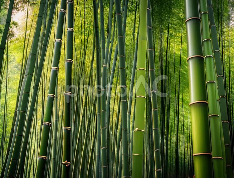 竹林 竹林,竹,日本の写真素材