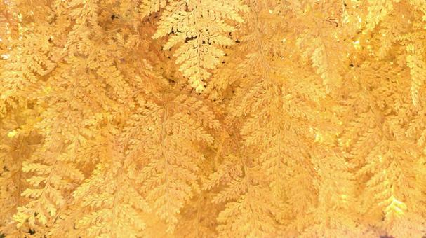 シノブ (14) 紅葉 シノブ,シダ,アップの写真素材