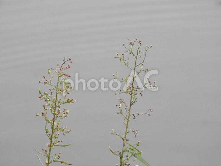 並ぶお花と水面 水面,花,草花の写真素材