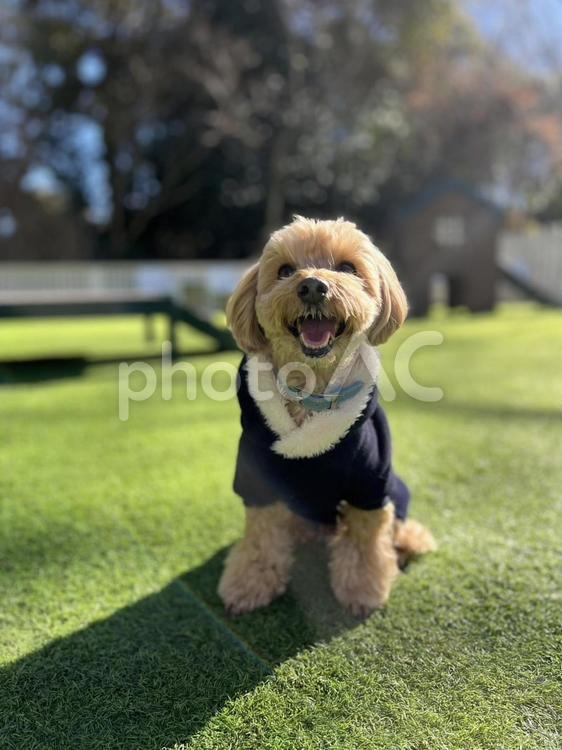 マルプー　けんけん 犬,まるぷー,マルプーの写真素材