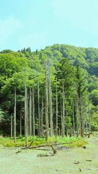 枯れ木立 杉,枯れる,木の写真素材