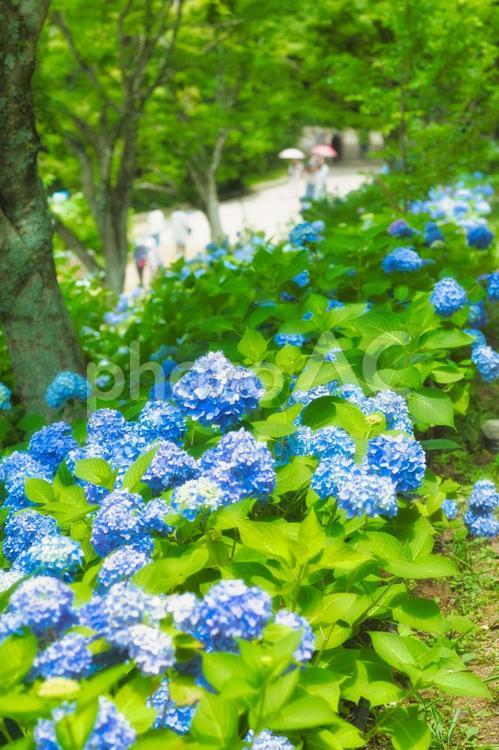 アジサイ　紫陽花　あじさい 6月,紫陽花,2023年の写真素材