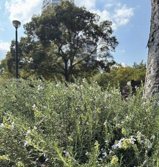 ローズマリー ローズマリーの写真