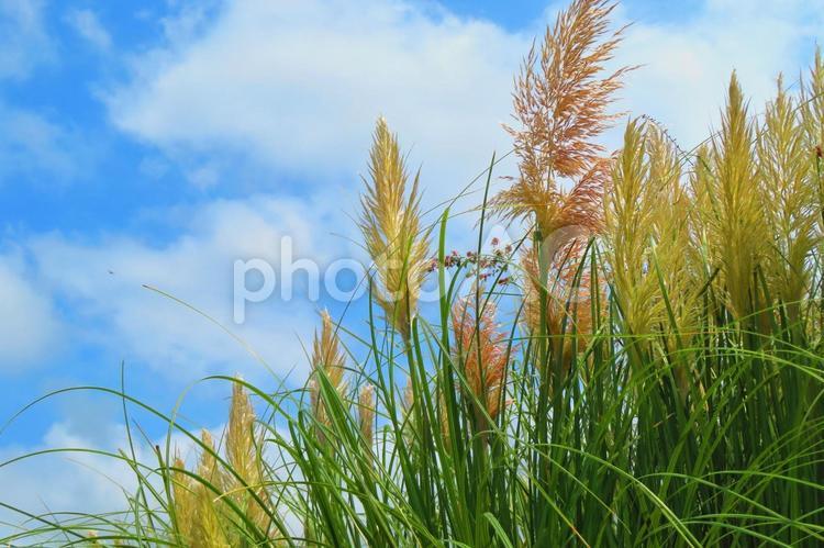 ８月下旬の仏生山公園のパンパスグラス 背景,パンパスグラス,草の写真素材