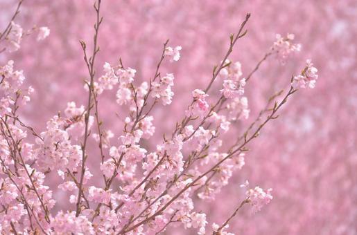 花の素材_桜の季節,満開 花の素材_桜の季節,満開の写真