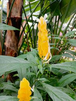 Photo, pakistakis, ruther, ichikawa city zoo and botanical garden, 