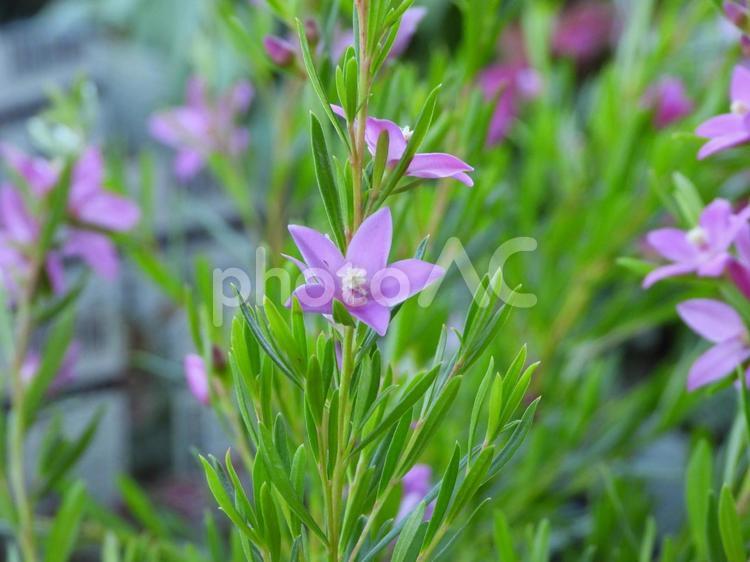 ちっちゃくて可愛い花 薄紫,花,綺麗の写真素材