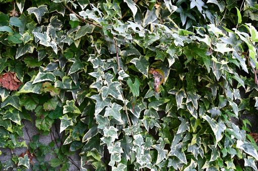 ヘデラに覆われた壁の写真