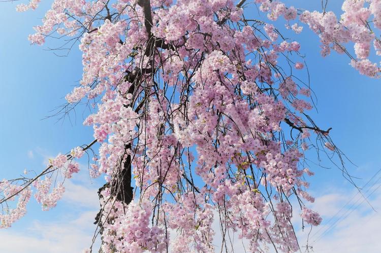 青空とさくら さくら,枝垂桜,はるの写真素材